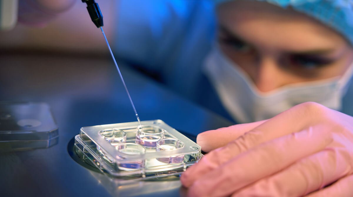 Cientista de laboratório focado na coleta de embriões cultivados in vitro para biópsia 