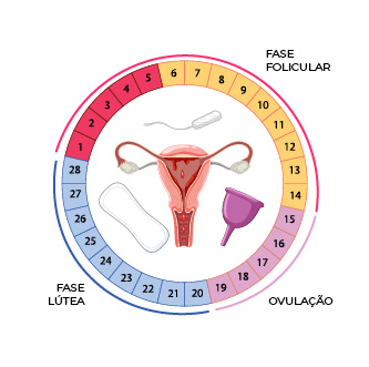 Fases do ciclo menstrual